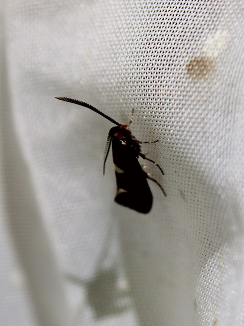 Incurvaria masculella - tölgyaknázó virágmoly
