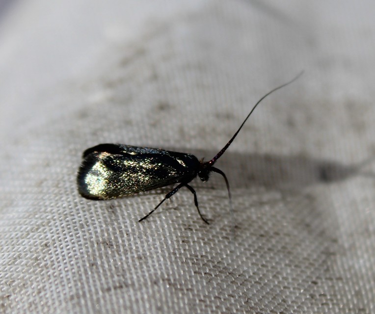 Adela reaumurella - smaragdfényű tőrösmoly