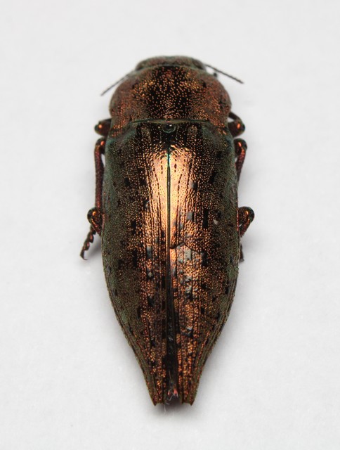 Dicerca berolinensis - bükkfa-díszbogár