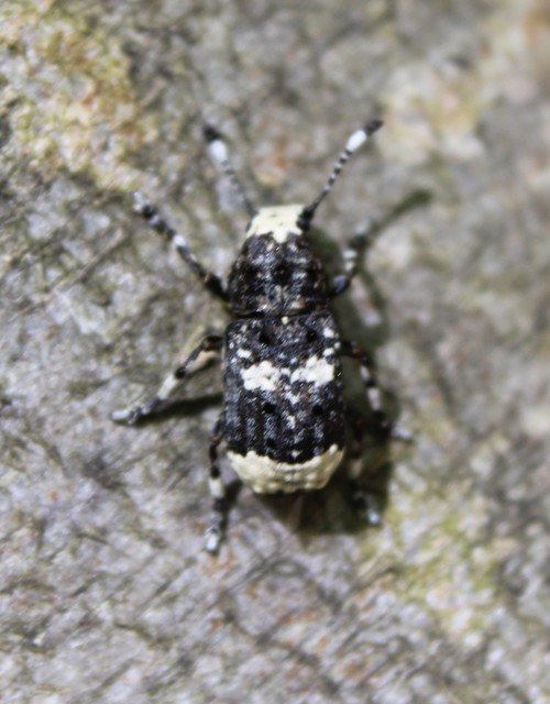 Platystomos albinus - nagybajuszú orrosbogár