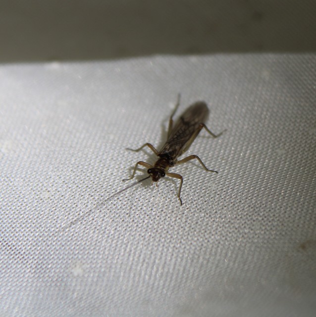 Plecoptera - Álkérészek