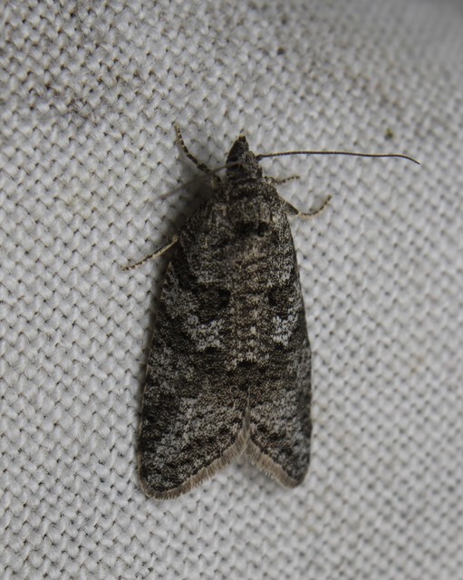 Cnephasia