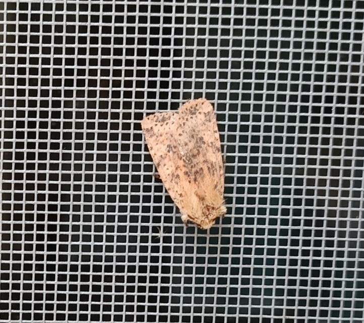 Conistra rubiginea - vörös őszibagoly