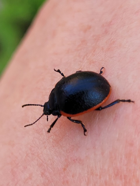 Chrysolina kuesteri - ráncos szegélyeslevelész