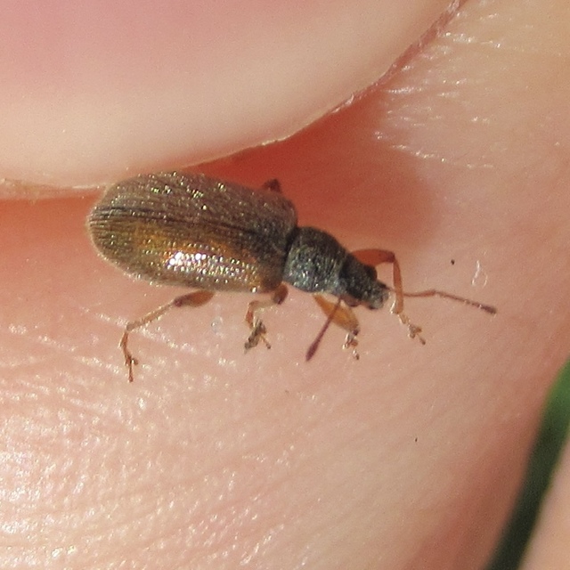 Phyllobius oblongus - közönséges levélormányos