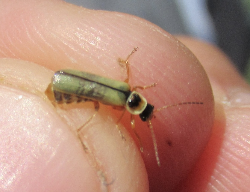 Metacantharis clypeata - tavaszi lágybogár