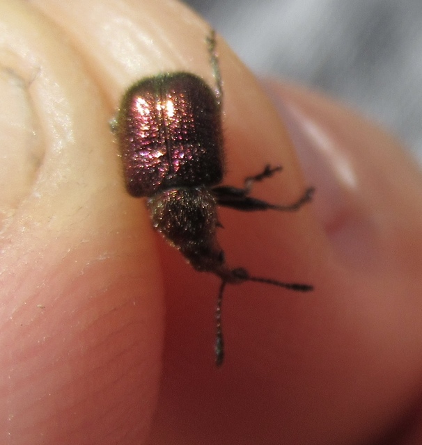 Rhynchites auratus - aranyos eszelény Rhynchites auratus - aranyos eszelény