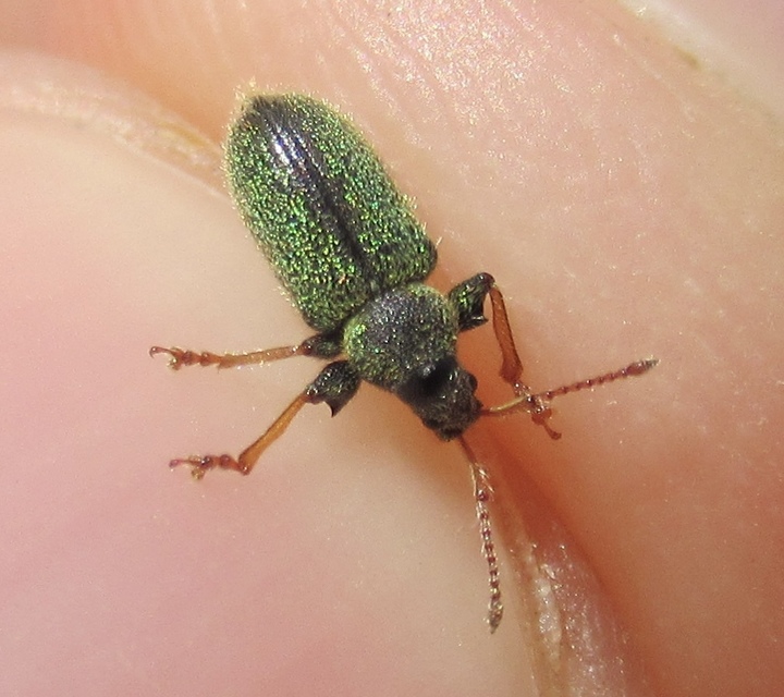 Phyllobius betulinus - változékony levélormányos