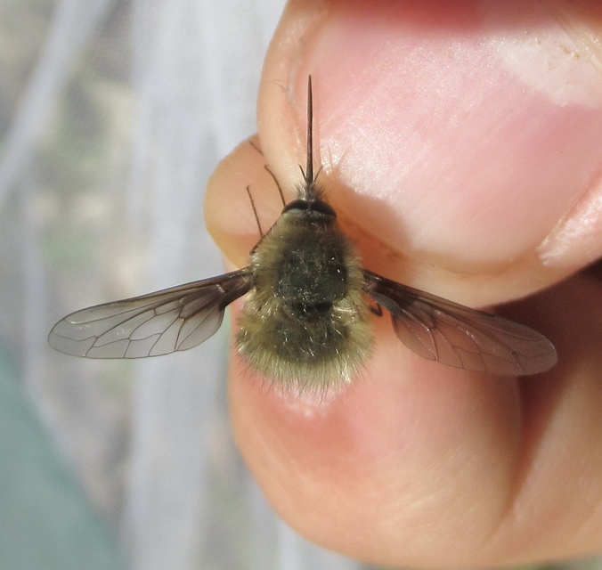 Bombylius cinerascens
