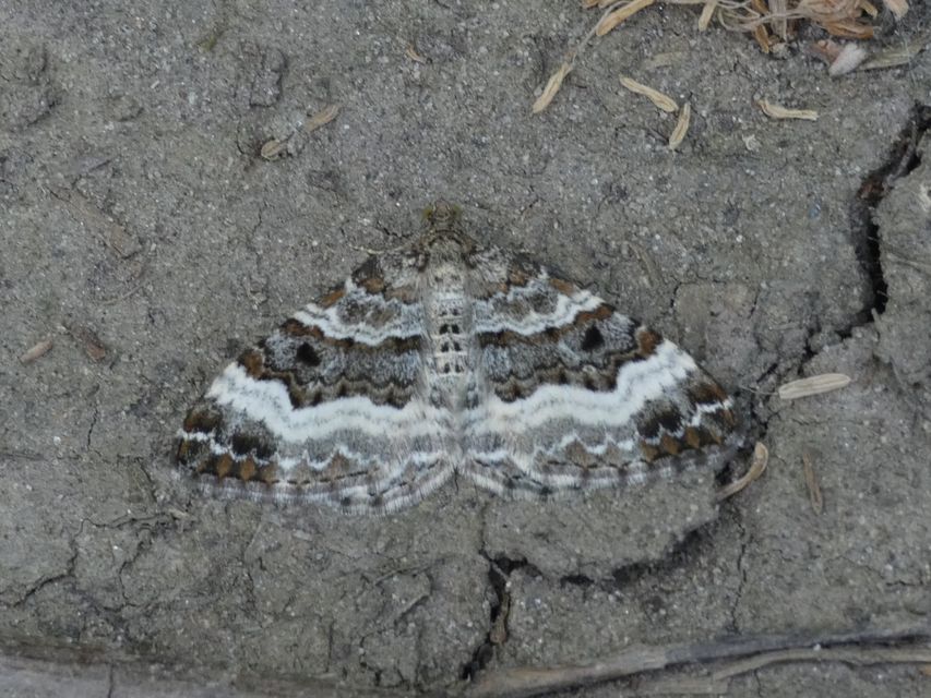 Epirrhoe alternata - galaj-tarkaaraszoló