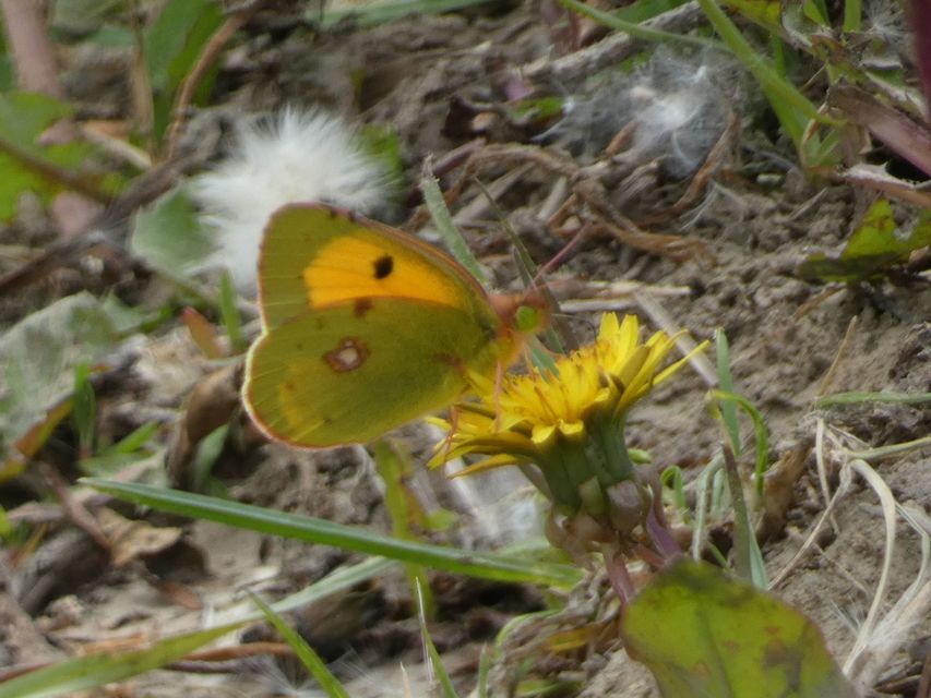 Colias croceus - sáfránylepke