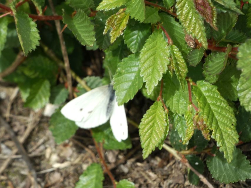 Pieris rapae - répalepke
