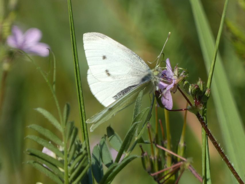 Pieris rapae - répalepke