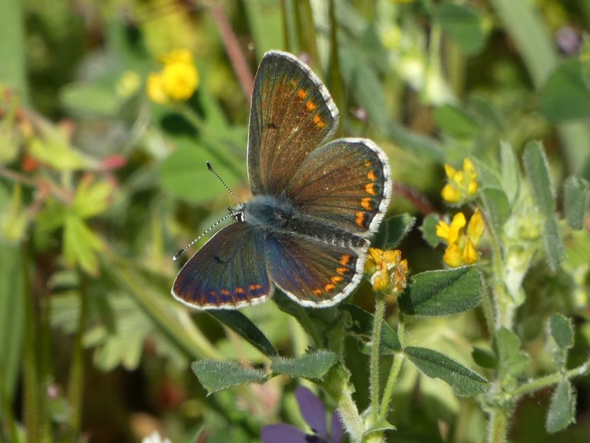 Aricia agestis - szerecsenboglárka