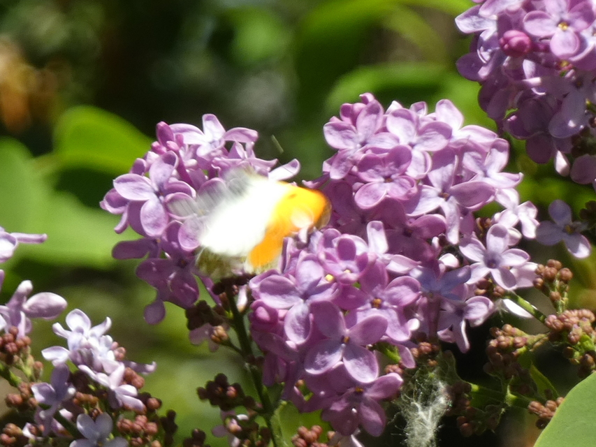 Anthocharis cardamines - hajnalpírlepke