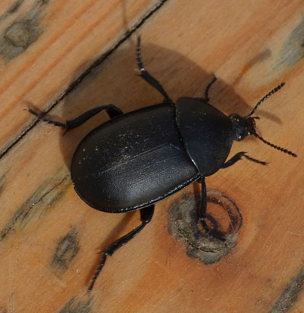Ablattaria laevigata - sima csigarabló