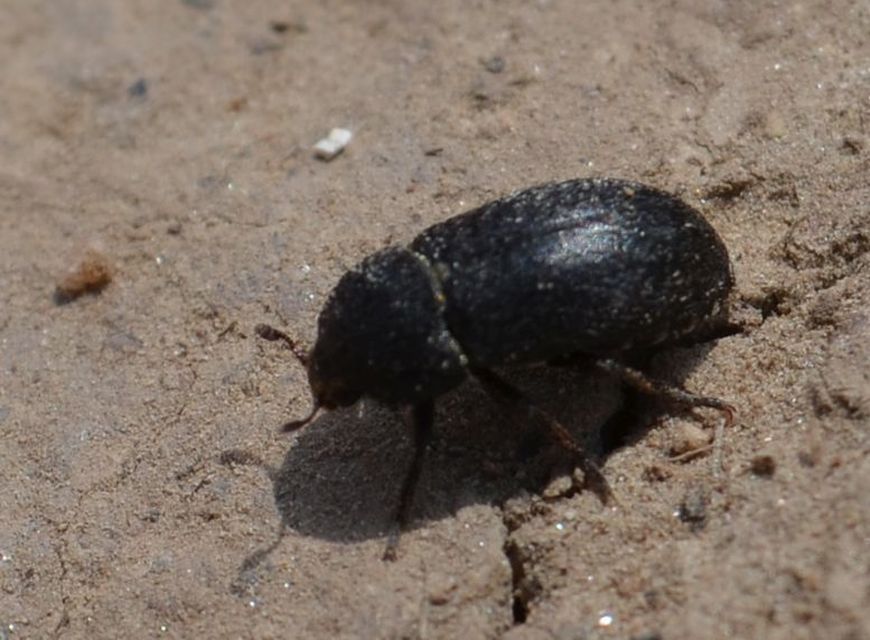 Dermestes laniarius - gyászos porva Dermestes laniarius - gyászos porva