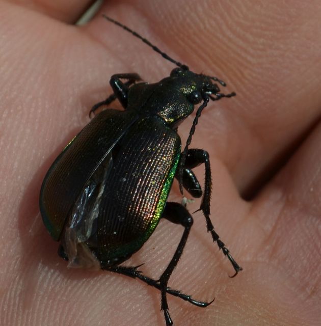 Calosoma inquisitor - kis bábrabló