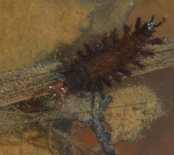 Hydrochara