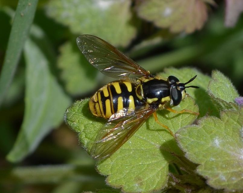 Chrysotoxum