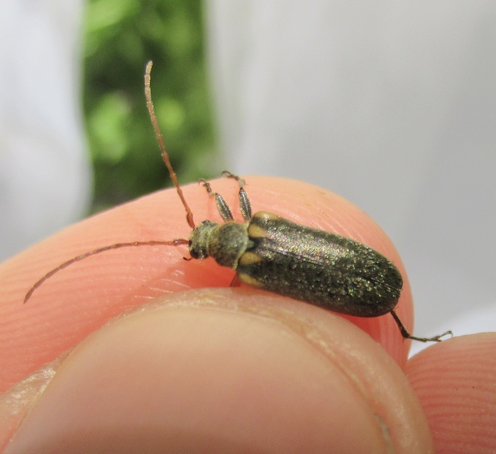 Cortodera humeralis - négyfoltos cserjecincér
