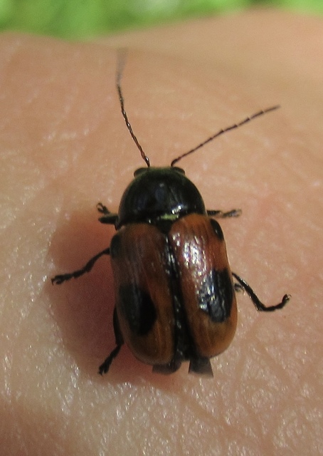Cryptocephalus bipunctatus - kétpettyes zömökbogár