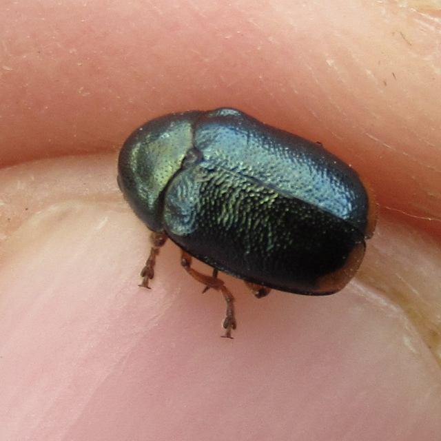 Cryptocephalus schaefferi - lapátlábú zömökbogár