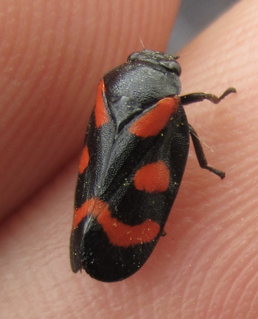 Cercopis arcuata/sanguinolenta