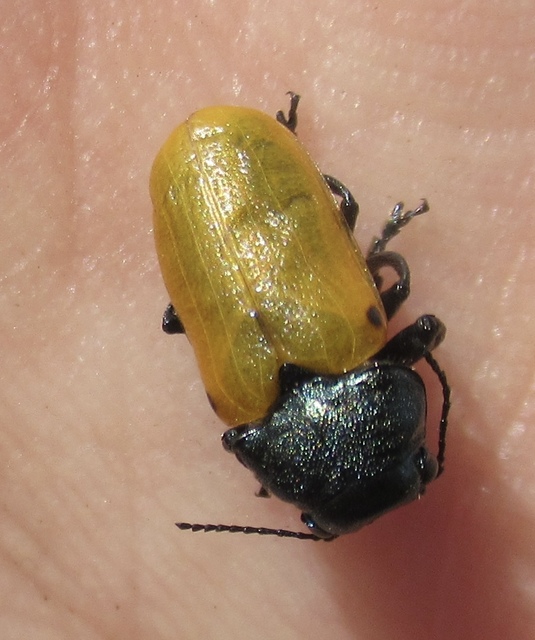Labidostomis