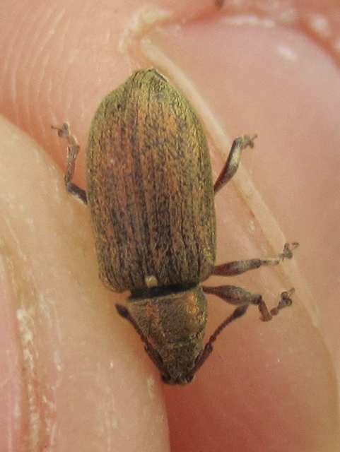 Phyllobius pyri - gyümölcsfa-levélormányos