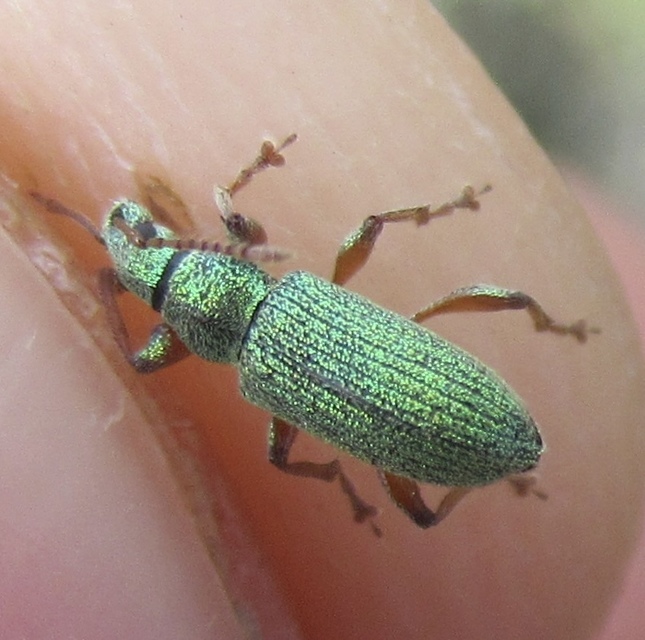 Phyllobius argentatus - ezüstös levélormányos