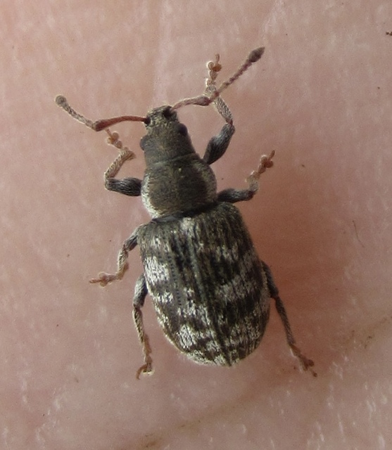 Phyllobius dispar - fémesszőrű levélormányos