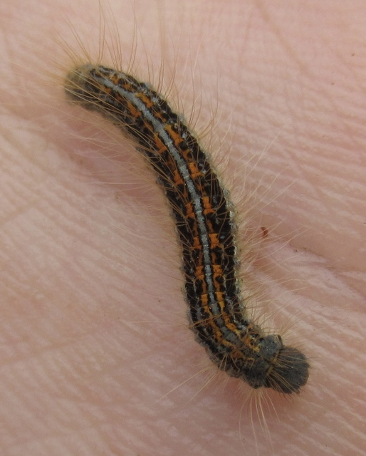 Malacosoma castrensis - kutyatejszövő