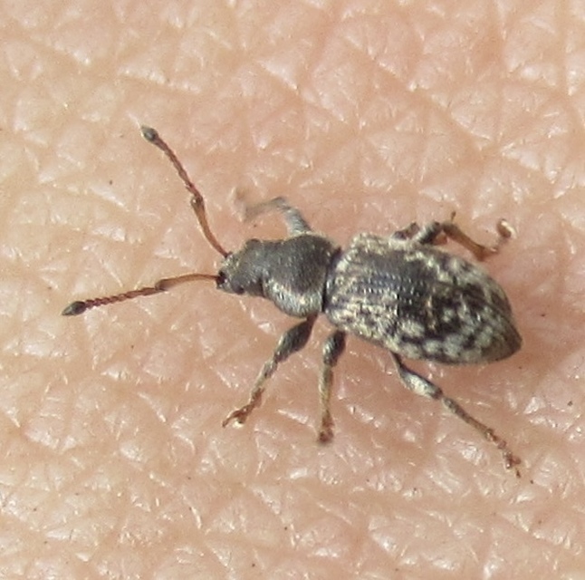 Phyllobius dispar - fémesszőrű levélormányos