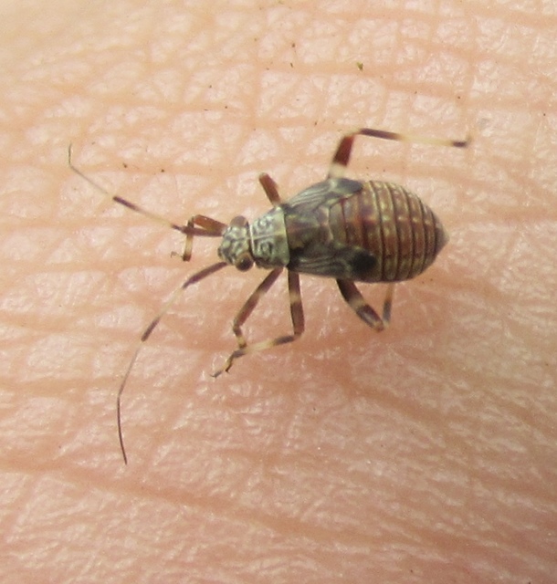 Mermitelocerus schmidtii