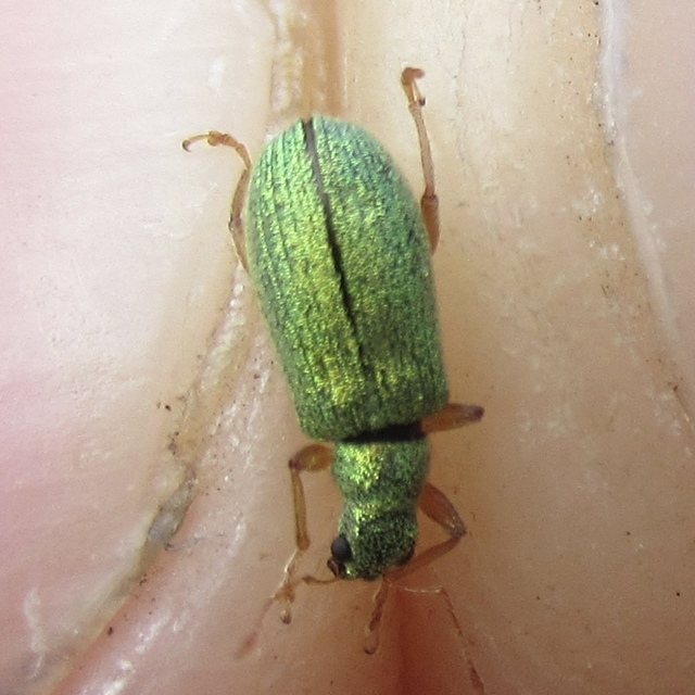 Polydrusus pterygomalis - púposfejű lombormányos