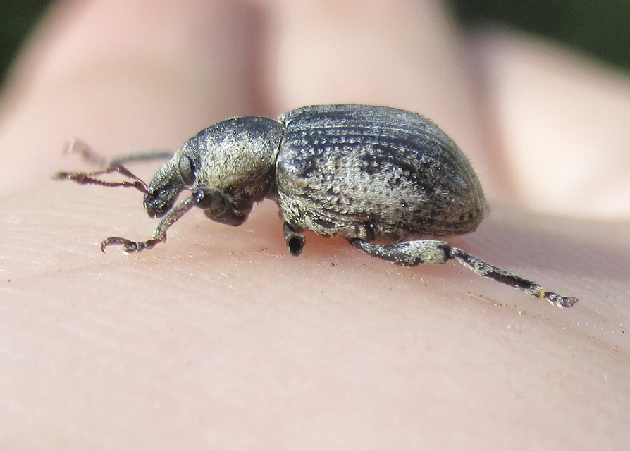 Brachypera zoilus - lucerna-gubósormányos