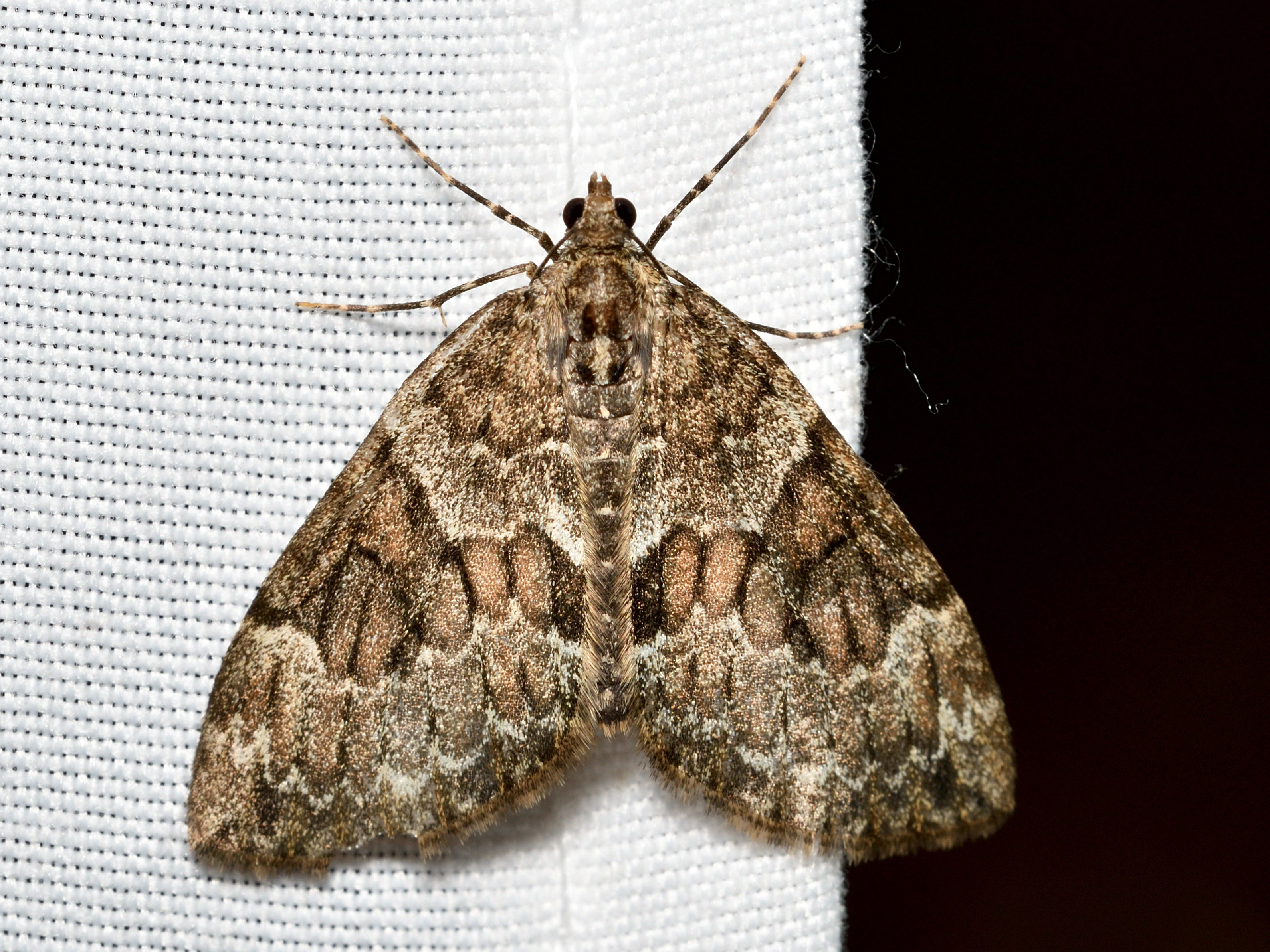 Thera variata - változékony fenyőaraszoló