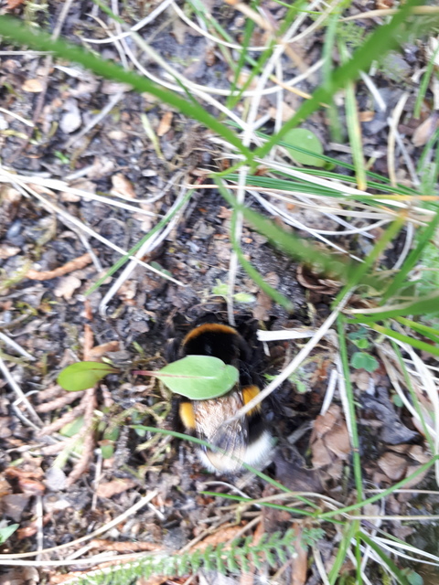 Bombus terrestris/lucorum