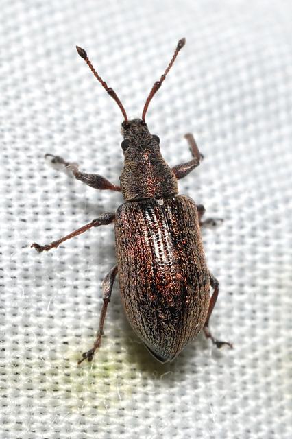 Phyllobius pyri - gyümölcsfa-levélormányos