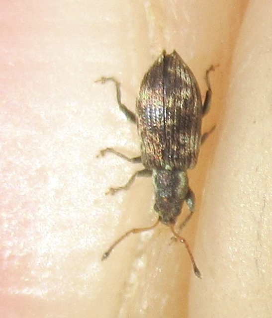 Oedecnemidius varius - tarka tölgyormányos