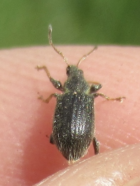Phyllobius betulinus - változékony levélormányos