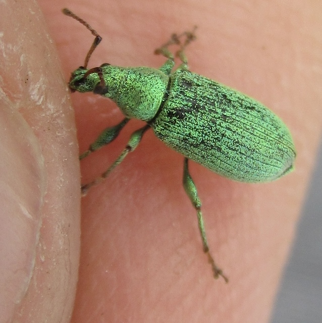 Phyllobius maculicornis - galagonya-levélormányos