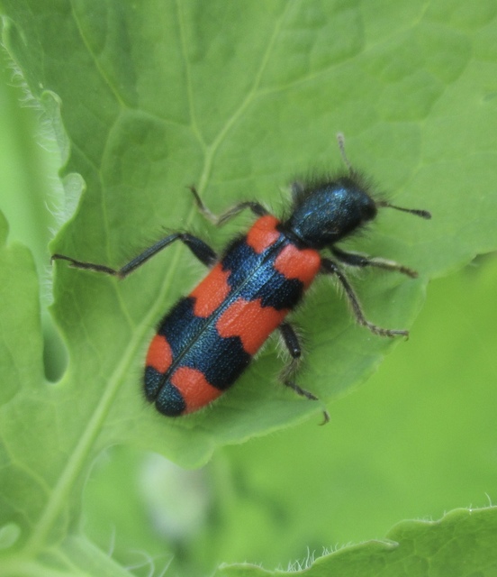 Trichodes favarius - hatfoltos méhészbogár