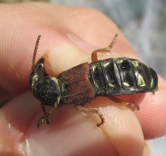 Staphylinus caesareus - aranysujtásos holyva
