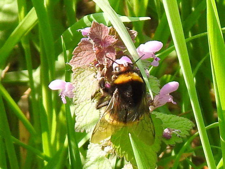 Bombus terrestris/lucorum