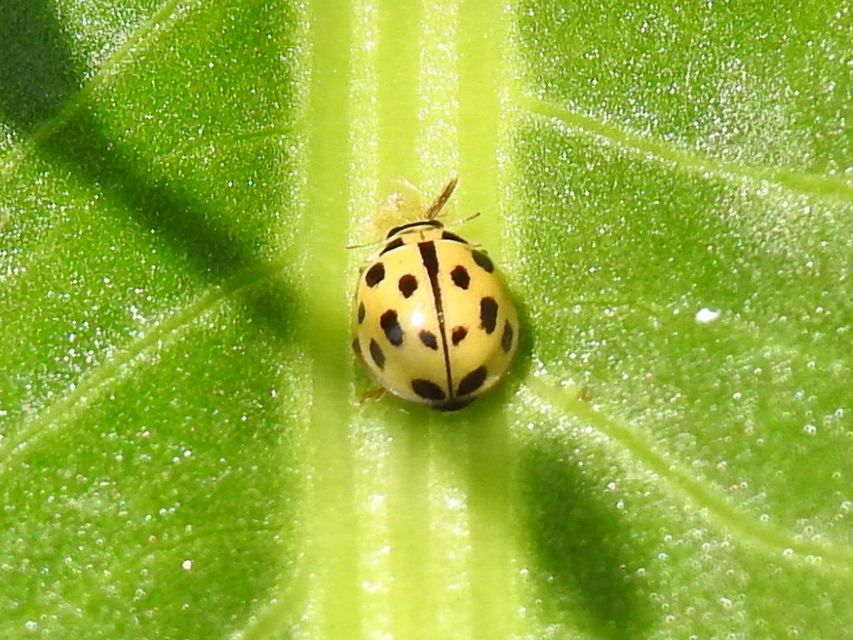 Propylea quatuordecimpunctata - tizennégypettyes füsskata