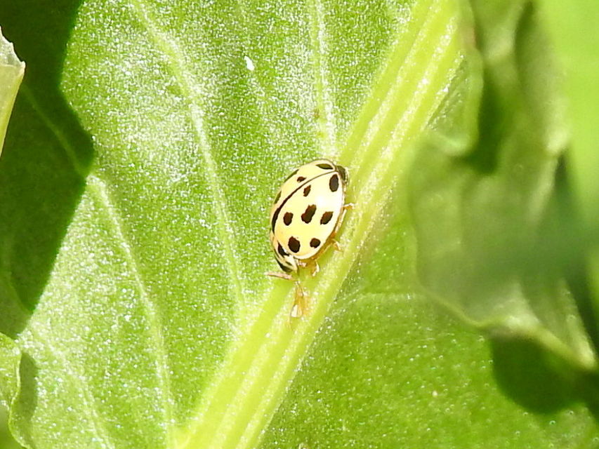 Propylea quatuordecimpunctata - tizennégypettyes füsskata