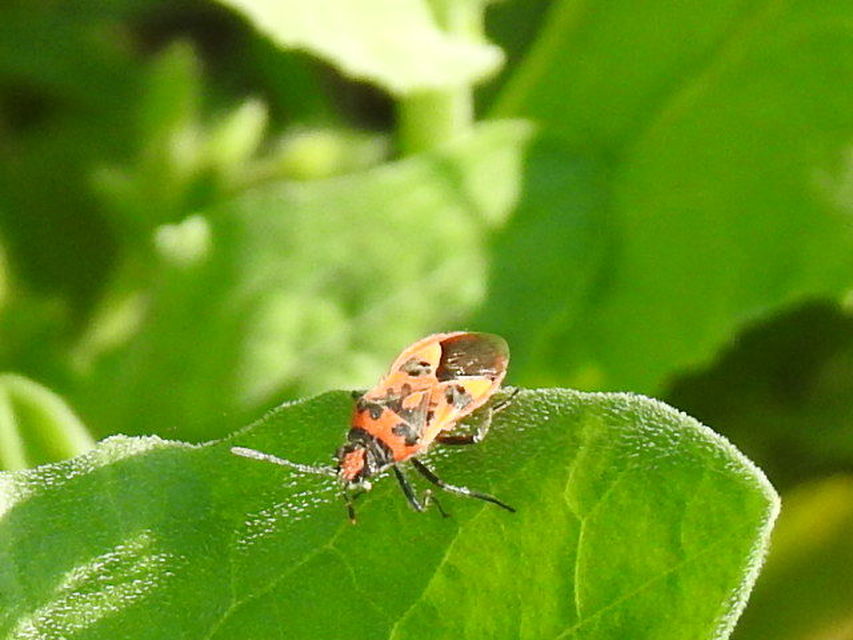 Corizus hyoscyami - piros karimáspoloska