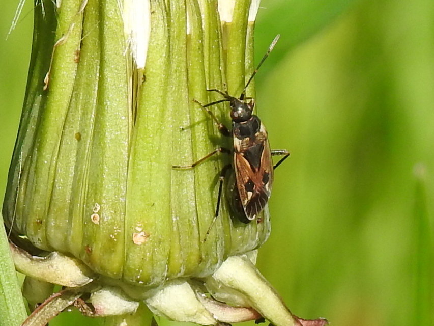 Rhyparochromus vulgaris - közönséges díszesbodobács